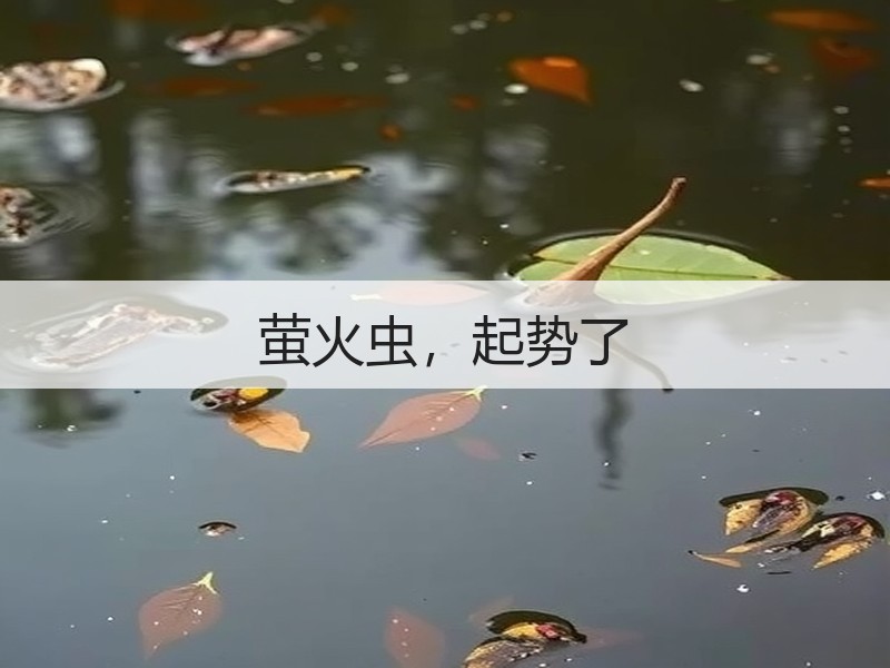 萤火虫，起势了